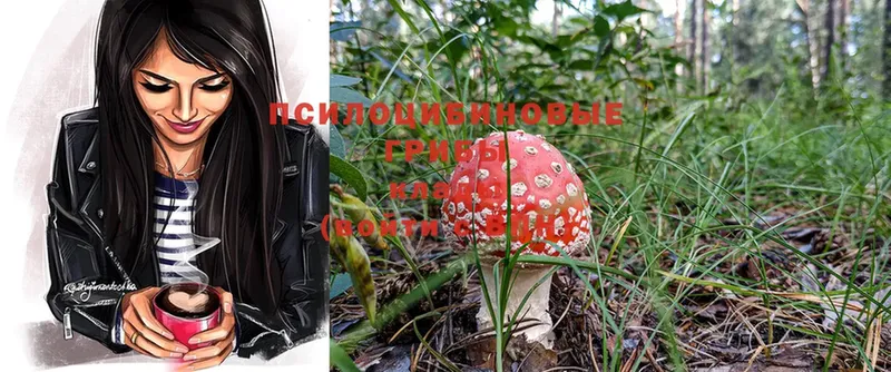 Псилоцибиновые грибы Psilocybine cubensis  купить наркоту  Лесозаводск 